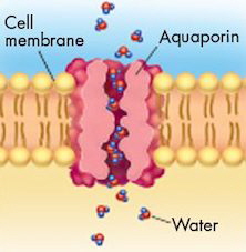 Aquaporin1
